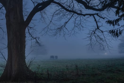 Blurred silhouette of horses gazing on field in thick fog. Silhouette of trees vanishing in mis, Phoenix Park, Dublin, Ireland