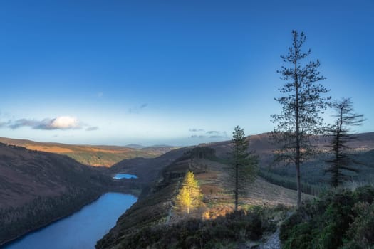Pine trees illuminated by sun and wooden boardwalk on the top of a mountain with a view on Glendalough lakes. Wicklow Mountains, Ireland