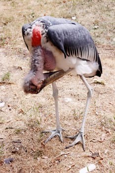 Marabu (Leptoptilos crumeniferus) in einem Tierpark, Deutschland