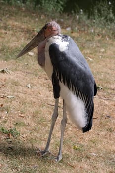 Marabu (Leptoptilos crumeniferus) in einem Tierpark, Deutschland
