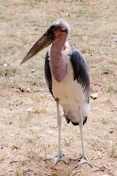 Marabu (Leptoptilos crumeniferus) in einem Tierpark, Deutschland