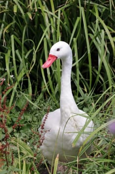Coscorobaschwan (Coscoroba coscoroba), Deutschland