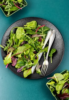 Green vegan salad made from mixed green leaves. Green food. Top view.