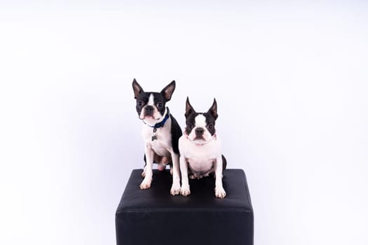 Two boston terrier dog posing in a studio, white and dark background