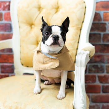 Boston Terrier dog sitting on an ancient arm chair in a studio.