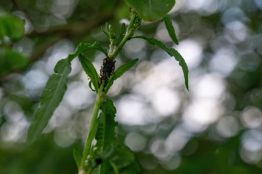 Ants and many aphids on a plant in green nature