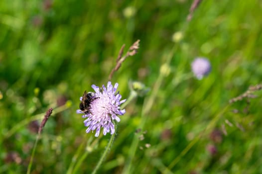 A Bumblebee sits on a flower in a green meadow