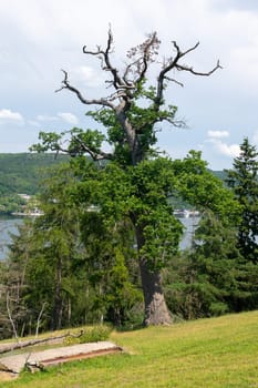 View of the Lake Edersee with a tree, blue sky and clouds, Hesse, Germany