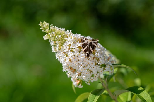 Butterfly "Russian Bear"" ( Euplagia quadripunctaria ) on white buddleia in green nature"