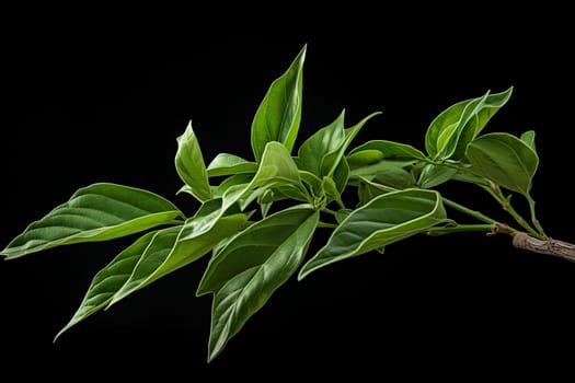 Invigorating Mate leaf health natural plant. Generate Ai