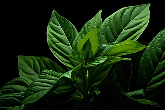 Bitter Mate leaf health natural plant. Generate Ai