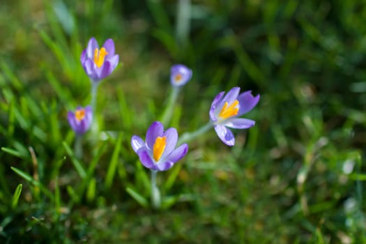 crocus flowers in the garden -  spring flowers - soft focus