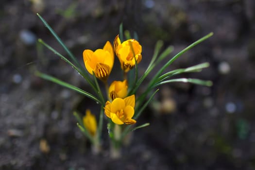 crocus flowers in the garden -  spring flowers - soft focus