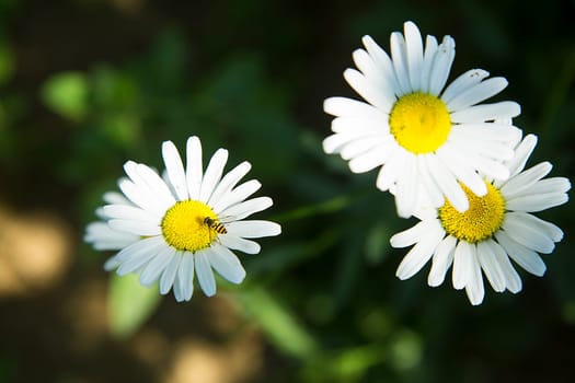A garden daisy with a striped fly on a petal bloomed in the garden close-up view from above