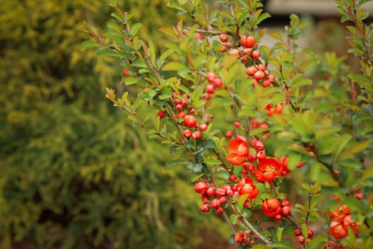 In the spring, the red flowers of quince blossomed on the branch.Texture or background.