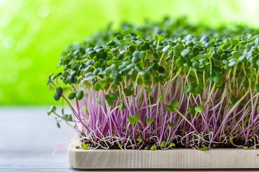 Microgreens sprouts closeup - healthy and fresh. Neural network generated image. Not based on any actual person or scene.