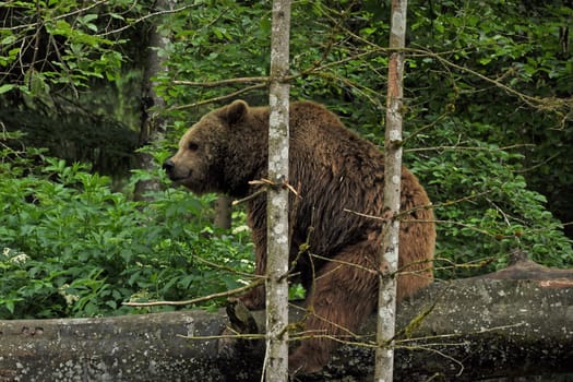 Brown bear in Cumberland Wildlife Park Grünau in Austria