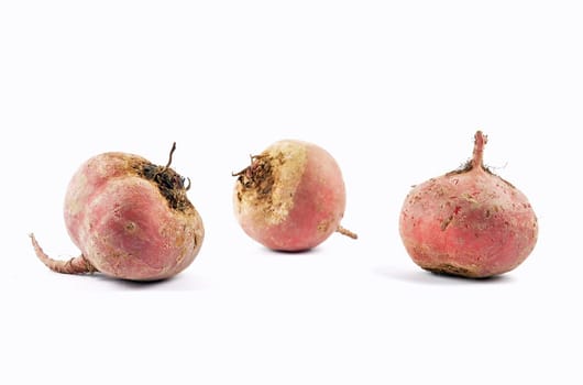 Three chioggia on white background