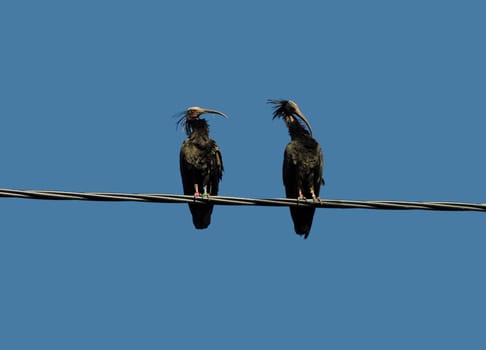 Northern bald ibis sitting on power line in Grünau im Almtal