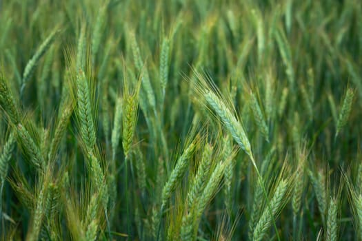 Green and yellow triticale field in close-up, spring rural day