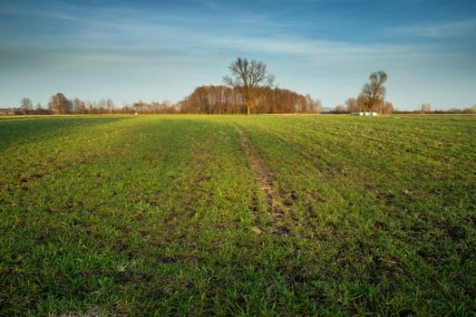 Spring rural field with young green plants, eastern Poland