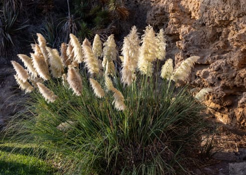 Cortaderia selloana or Pampas grass blowing in Torremolinos  Costa del Sol  Spain