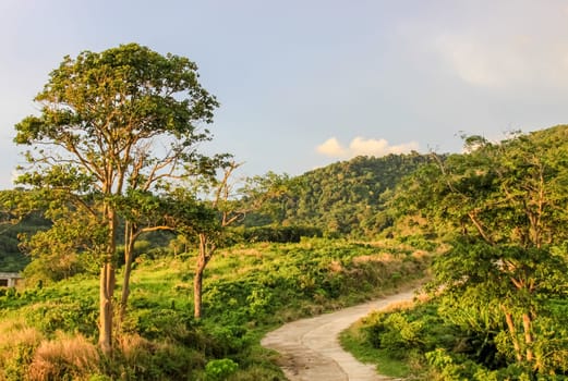 Forests on the hills of the island of Phuket in Thailand. The nature of Thailand.
