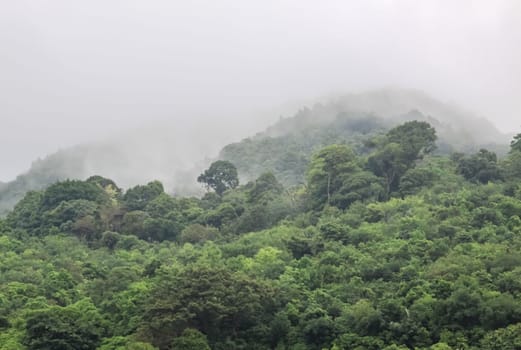 Forests on the hills of the island of Phuket in Thailand. The nature of Thailand.