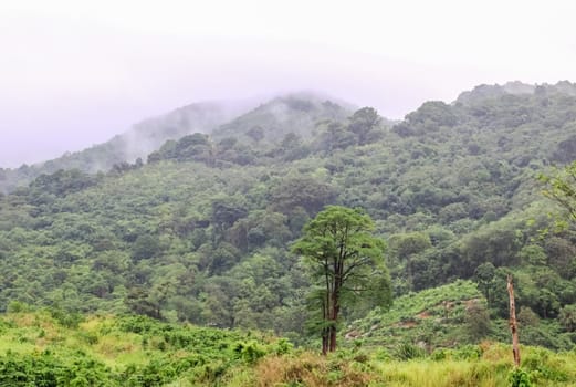 Forests on the hills of the island of Phuket in Thailand. The nature of Thailand.