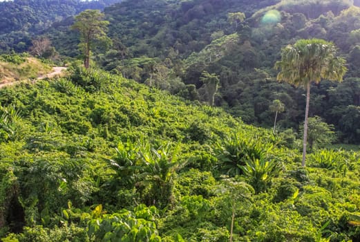 Forests on the hills of the island of Phuket in Thailand. The nature of Thailand.