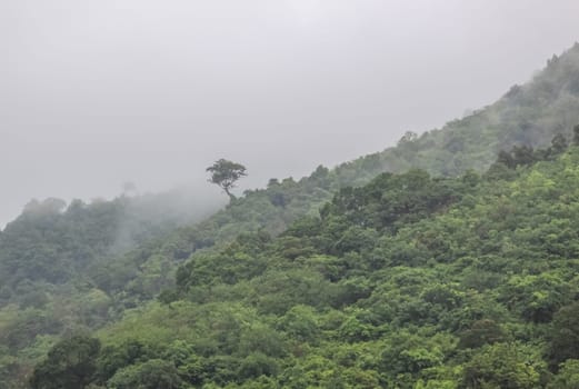 Forests on the hills of the island of Phuket in Thailand. The nature of Thailand.
