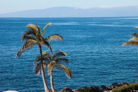Palm trees on the sea coast. Palm trees on the sea coast