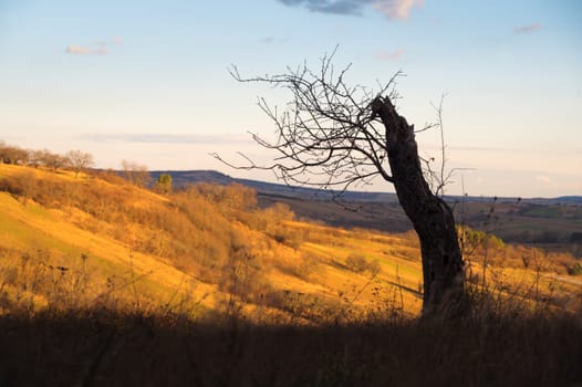 Broken tree trunk.Big Old break broken tree at autumn cloudy sky.Dramatic Landscape background