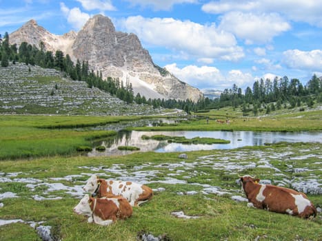 scenic view to the dolomites and the green landscape with cows resting at the meadow in the Alps, Italy