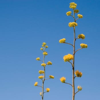 scenic romantic desert view in New Mexico to succulent cactus tree with bud