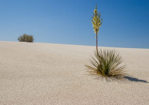 scenic desert with blooming cactus flower with bush at dune, New Mexico, USA