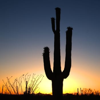 scenic romantic desert view in New Mexico to succulent cactus tree with bud and romantic sunset
