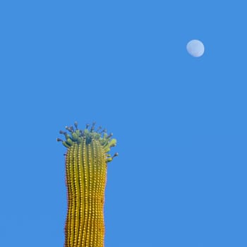 desert view in New Mexico to succulent cactus tree with bud and moon