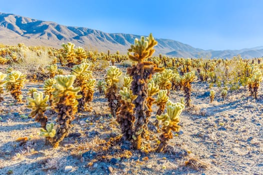 beautiful Cholla Cactus Garden in Joshua Tree national park in afternoon sun