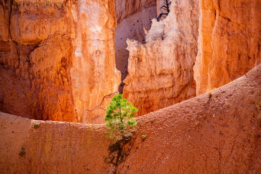 scenic view to the hoodoos and rocks at Bryce Canyon