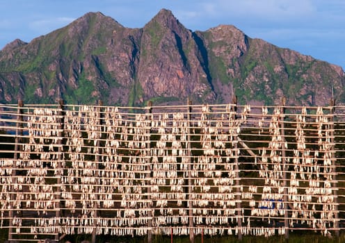 fishermens nets with stock fish, cod fish for drying in Norway with mountain in background at the lofoten islands