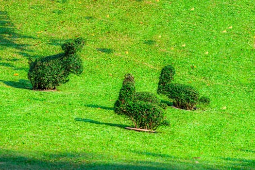 bushes cutted as rabbits in the park of Bang Pa-In in  Ayutthaya, Thailand