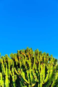 green cactus with blue sky
