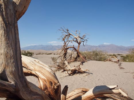 dried wood at mesquite flats in death valley desert, USA