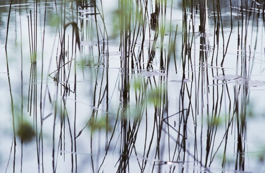 background of reed grass reflecting in the water in harmonic structure and green blurred plant dots in foreground