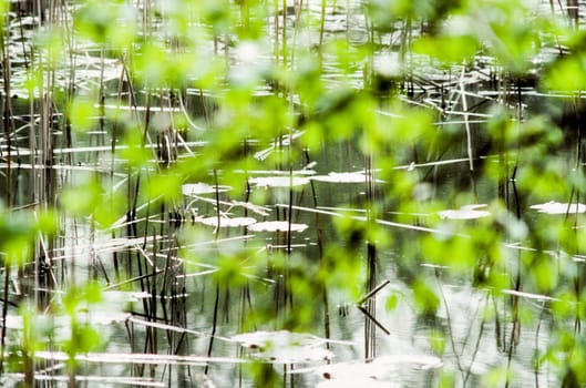background of reed grass reflecting in the water in harmonic structure and green blurred plant dots in foreground