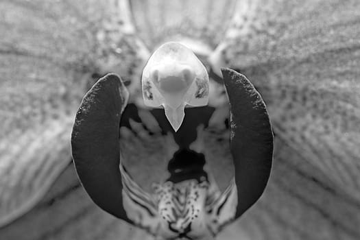 inflorescence of a red harmonic orchid in detail