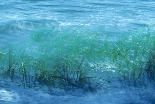 scenic background of reed grass in blurred motion with wind and symbolized sea