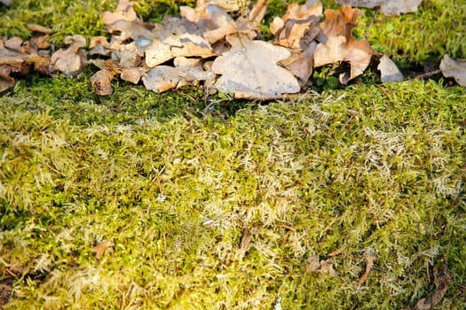 Background image of green moss with foliage on the surface close-up with space for text