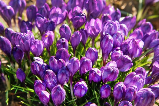 The first flowers of the purple crocus bloomed in early spring on the street, a close-up view from above